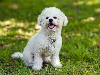 10 Dog Breeds Similar to Bichon Frise (With Info & Pictures)