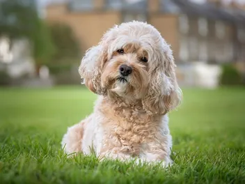 How Good Is a Dog’s Memory? Vet-Verified Canine Intelligence Facts