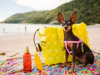 Top 10 Dog-Friendly Beaches in Illinois in 2026: Off & On-Leash Places to Go