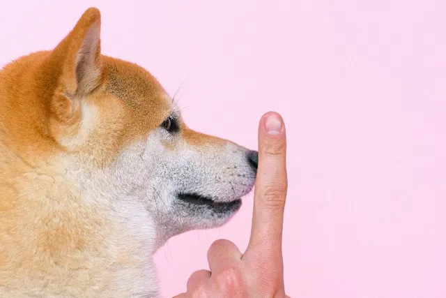 How to Train a Shiba Inu: 12 Vet-Approved Tips