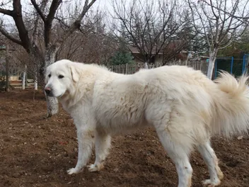 Akbash Dog Breed: Info, Pictures, Facts, & Traits