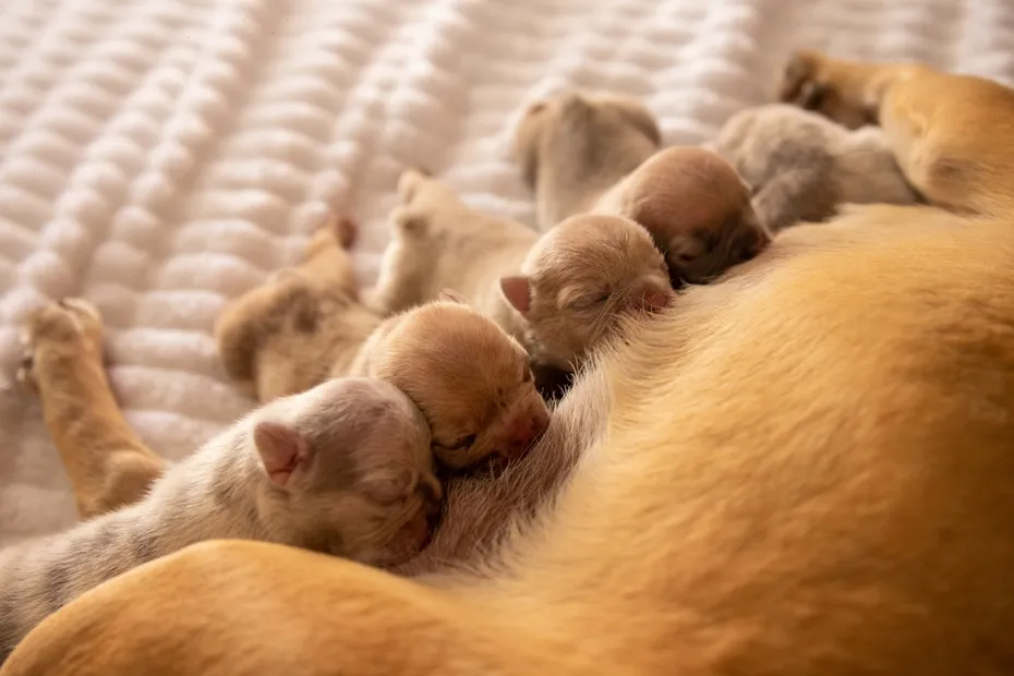 newborn french bulldog puppies breastfeeding