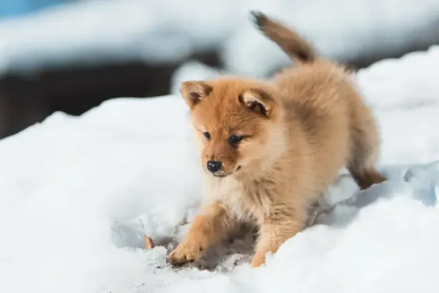 Why Do Dogs Eat Snow? Vet-Approved Explanation & Safety Concerns