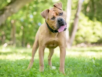 Boxpei (Boxer Shar-Pei Mix): Info, Pictures, Care & More