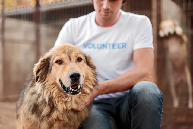 How Much of ASPCA Donations Go to Animals? Facts & FAQ