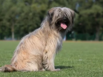 Pyrenean Shepherd Dog Breed: Info, Pictures, Traits & Care