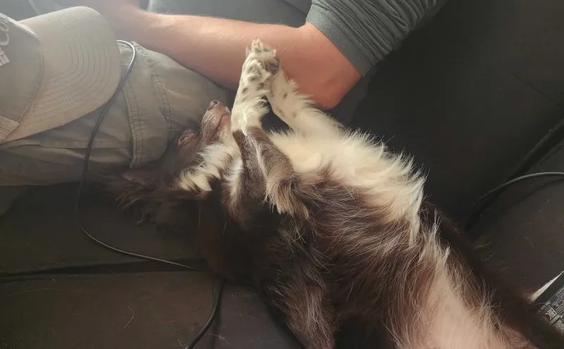 Hello, I would like to request a petting please.