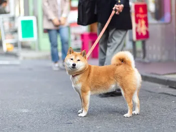 Is a Shiba Inu a Good Guard Dog? Vet-Reviewed Breed Temperament & Alternatives