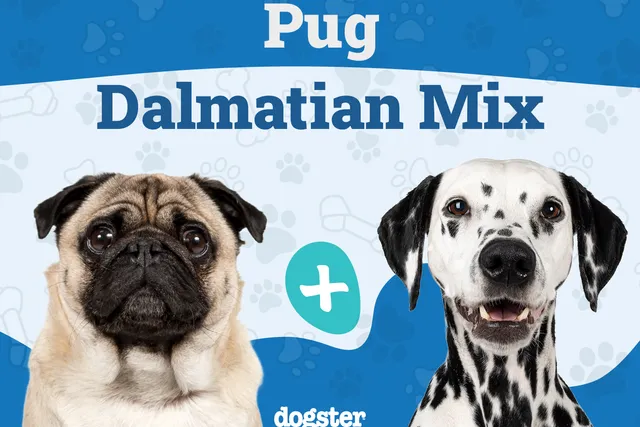 Pugmatian (Pug & Dalmatian Mix): Info, Pictures, Care & More