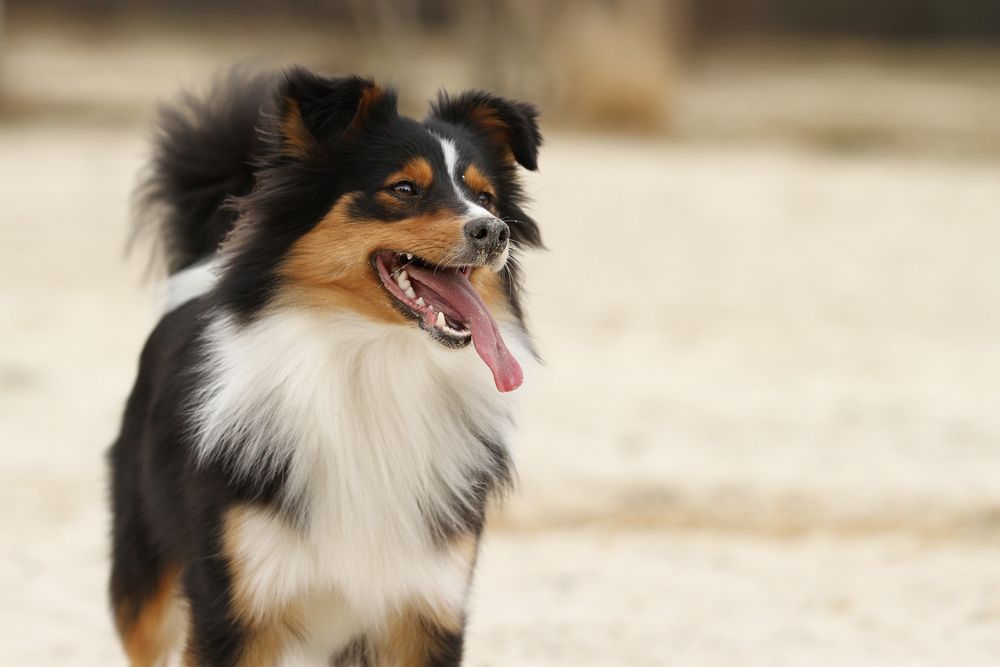 Border-collie-shetland-sheepdog-cross-breed-in-the-dunes