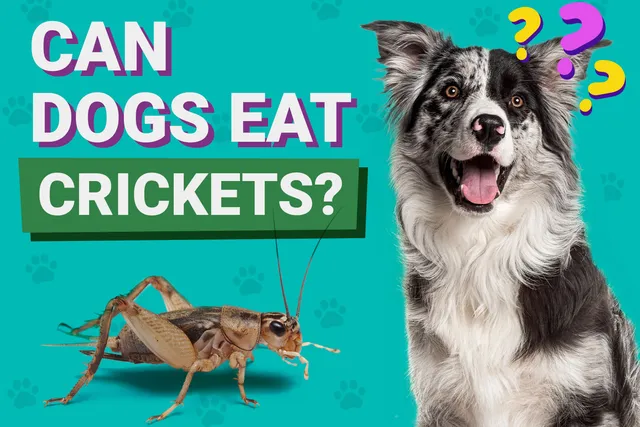 Can Dogs Eat Crickets? Vet-Verified Facts & FAQ