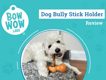 Bow Wow Labs Bow Wow Buddy Review 2026: An Expert's Breakdown