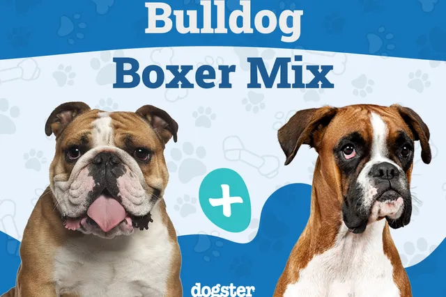 Bull Boxer (Bulldog & Boxer Mix): Info, Pictures, Facts, Care & More