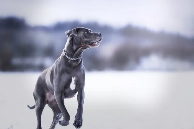 How to Groom a Great Dane (Must-Have Tools & Vet-Verified Tips)