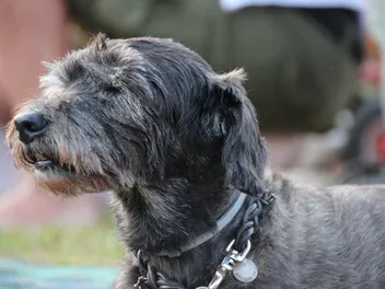 11 Tips for Exercising Your Senior Dog - Vet-Approved Guide