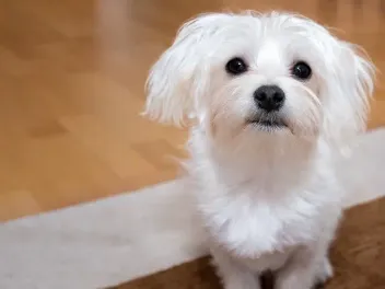Can I Leave My Maltese Alone at Home? Vet-Verified Behavior & FAQ