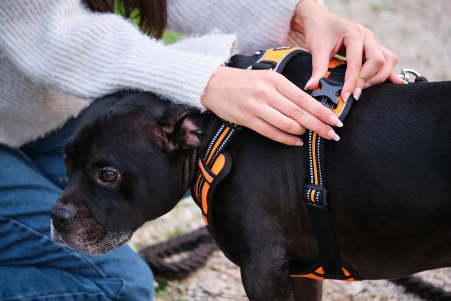 woman putting harness on her dog
