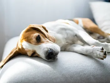 Tick Paralysis In Dogs: Our Vet Explains The Signs, Causes & Treatments