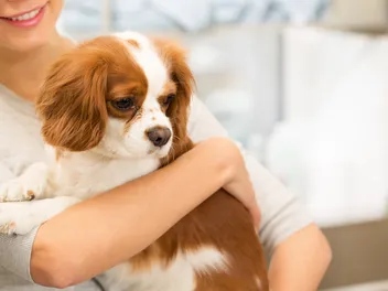 When to Take Your Dog to an Emergency Vet: Vet-Approved Advice