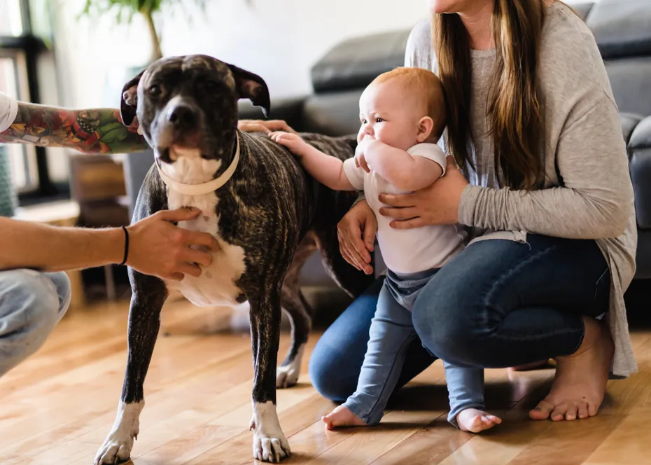 Baby girl touch pitbull at home