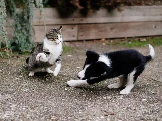 Why Does My Cat Hate My Dog? Possible Reasons & Vet-Approved Tips