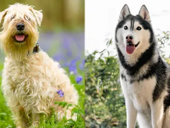 Wheaten Terrier Husky Mix: Info, Pictures, Care & More