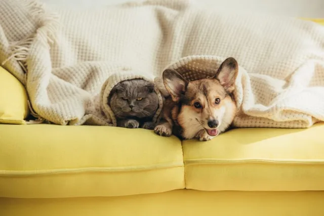 Can a Dog Catch a Cold from a Cat? Vet Reviewed Facts & FAQ