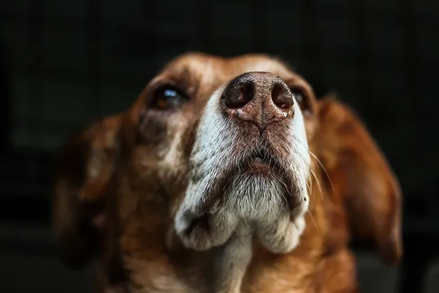 Can a Dog's Nose Get Sunburned? Vet Approved Facts & FAQ