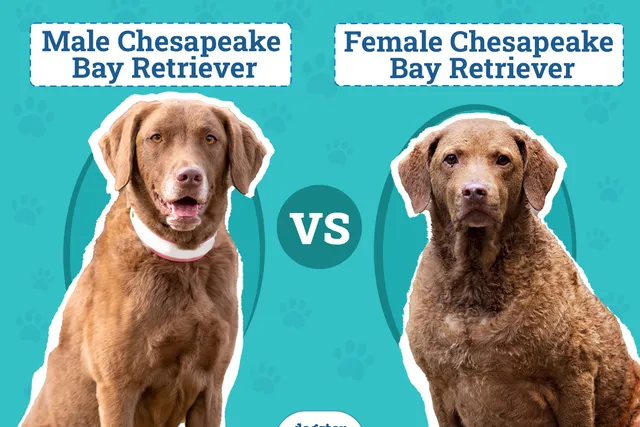 Male vs. Female Chesapeake Bay Retrievers: What’s the Difference (With Pictures)