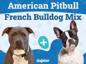 American French Bull Terrier Dog Breed: Info, Pictures, Care Guide & More