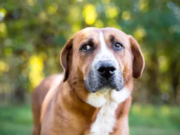 7 Signs a Dog Is Uncomfortable & How to Help (Vet-Reviewed)