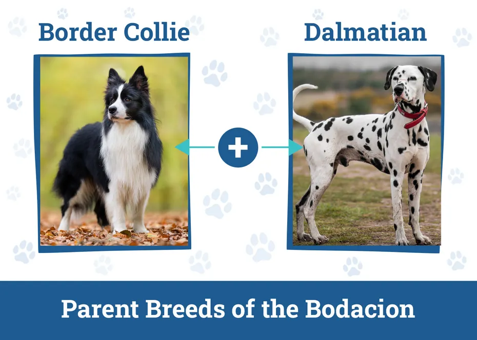 Parent Breeds of the Bodacion