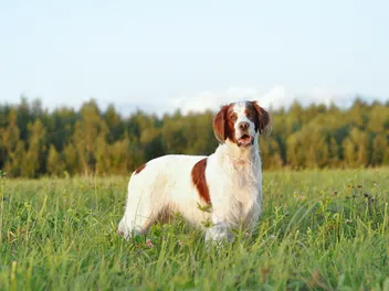 9 Irish Dog Breeds: Info, Pictures, History & Overview
