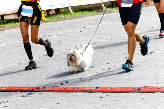 How to Train for a 5K Run With Your Dog: 17 Essential Vet-Approved Tips