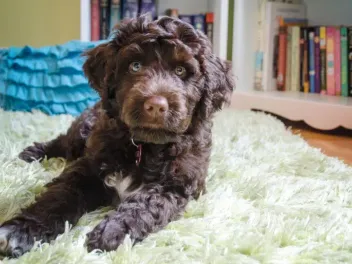 5 Best Rugs for Dogs in 2026 - Reviews & Top Picks