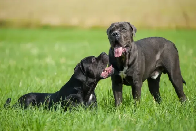 How Aggressive Are Cane Corsos? Temperament & Personality Traits (Vet-Reviewed)