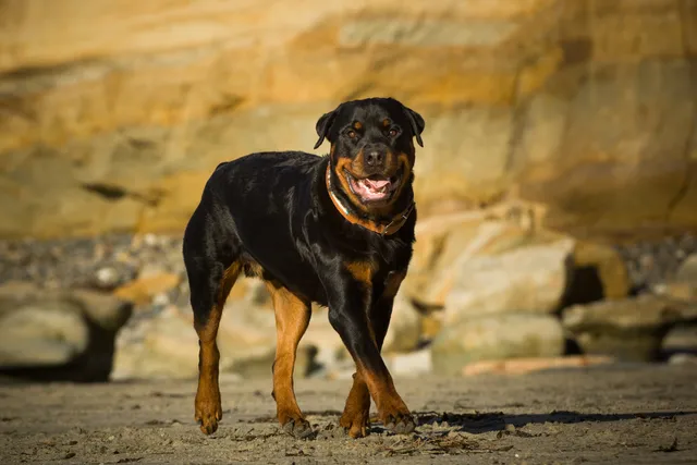 How Long Do Rottweilers Live? Average Lifespan, Data & Care