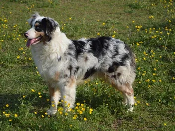 How to Groom an Australian Shepherd:  Vet-Approved Tips, Tricks & FAQs