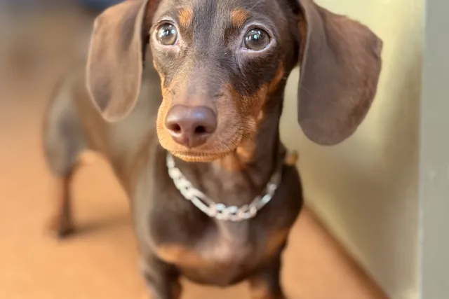 Meko: The Dog Who Helped Me Find My Way Back