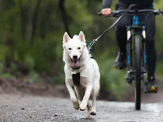 Bucket List for Dogs: 50 Awesome Ideas to Make Fun Memories