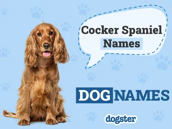 150+ Cocker Spaniel Names: Popular, Cute, and Cool Ideas 2026