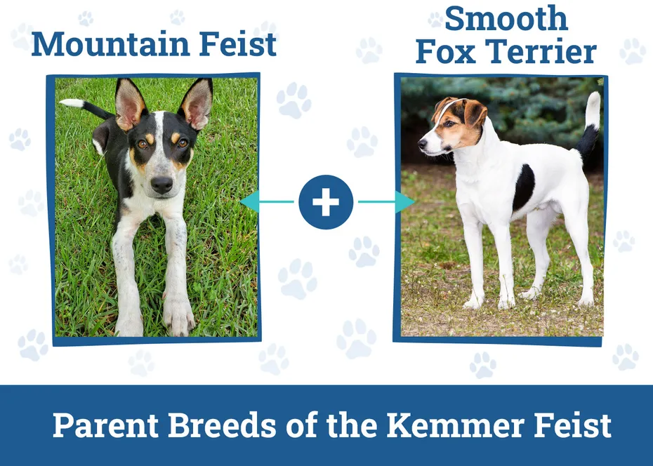 Parent Breeds of the Kemmer Feist