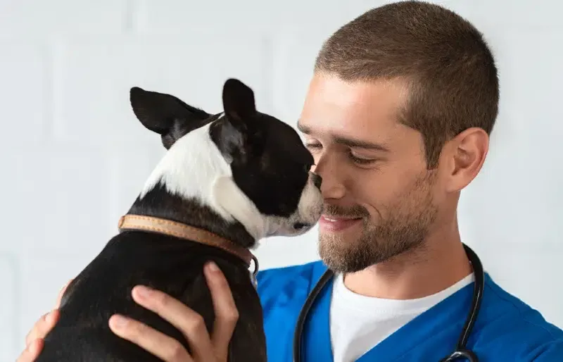 boston terrier dog licking or sniffing vet's nose