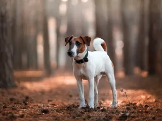 Smooth Fox Terrier Dog Breed: Info, Pictures, Care & More