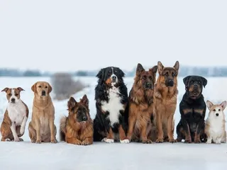 50 Fun Facts About Dogs You Will Love to Know