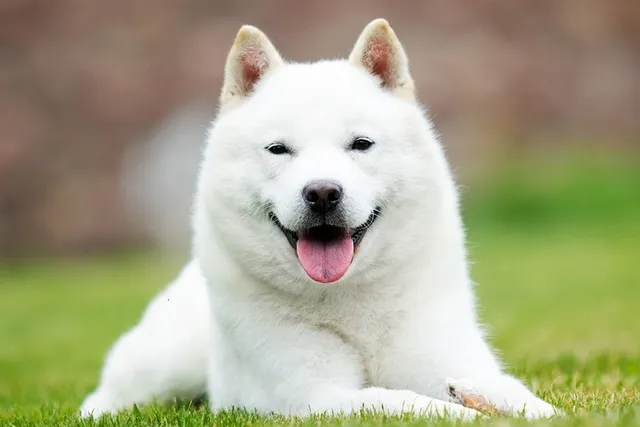 Top 13 Dog Knock-Knock Jokes: Woof’s There?