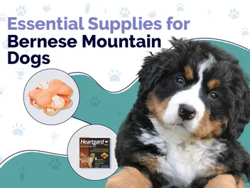 14 Essential Bernese Mountain Dog Supplies: 2026 Vet-Reviewed Guide