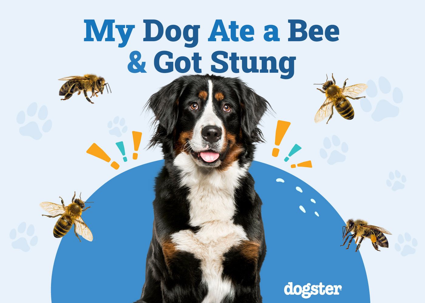 my dog ate and got stung by a bee