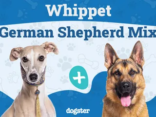 Whippet German Shepherd Mix: Info, Pictures, Care Guide & More