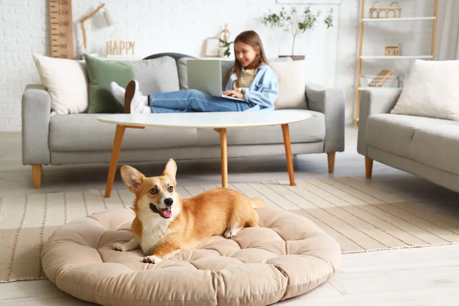 Cute Corgi dog lying on pet bed at home